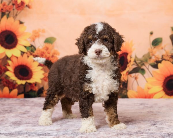 Photo of Mr. Ray the F1B Mini-Bernedoodle puppy