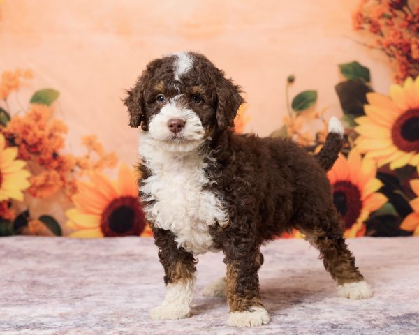 Photo of Mr. Ray the F1B Mini-Bernedoodle puppy