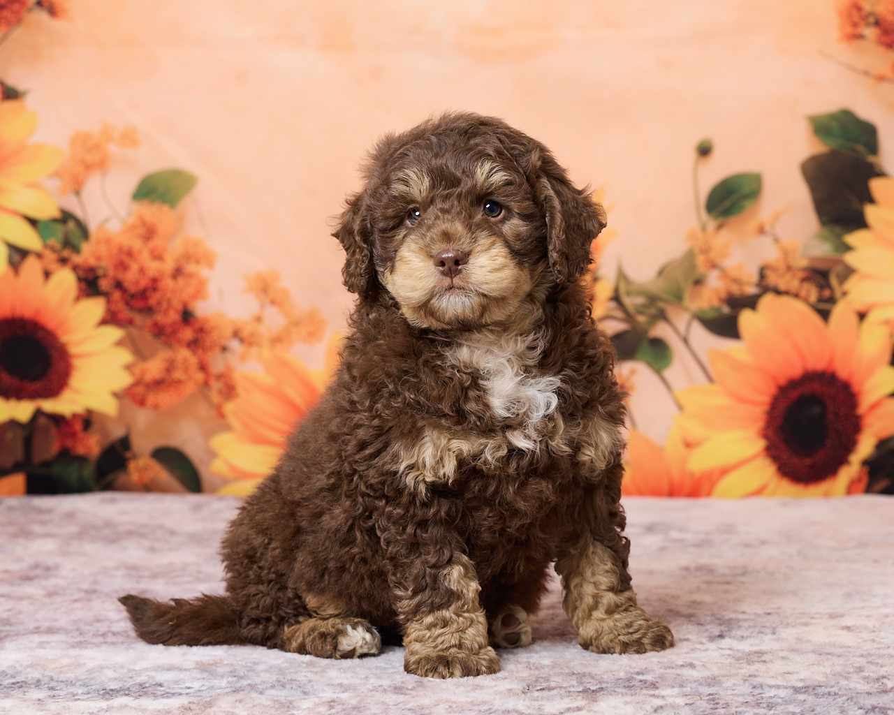 Photo of Mr. Rex the F1B Mini-Bernedoodle puppy