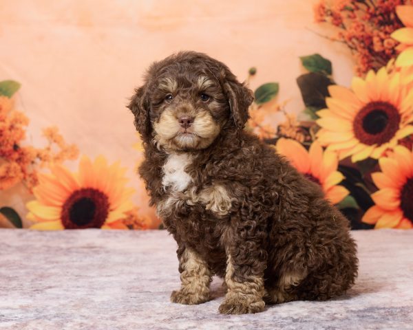 Photo of Mr. Rex the F1B Mini-Bernedoodle puppy