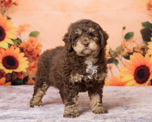 Photo of Mr. Rex the F1B Mini-Bernedoodle puppy