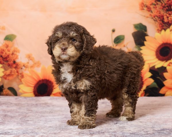 Photo of Mr. Rex the F1B Mini-Bernedoodle puppy