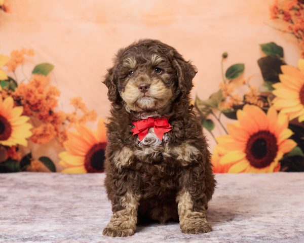 Photo of Mr. Rex the F1B Mini-Bernedoodle puppy
