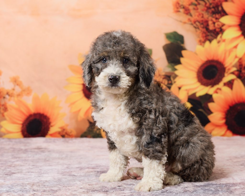 Photo of Mr. Rolls royce the F1B Mini-Bernedoodle puppy