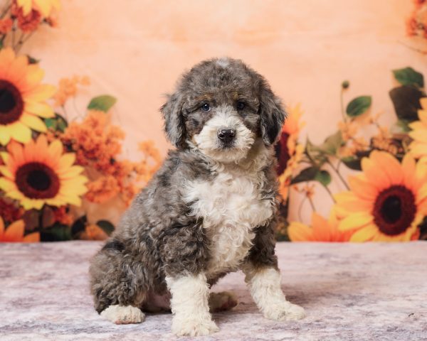 Photo of Mr. Rolls royce the F1B Mini-Bernedoodle puppy