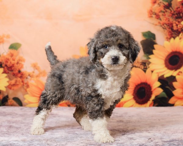 Photo of Mr. Rolls royce the F1B Mini-Bernedoodle puppy