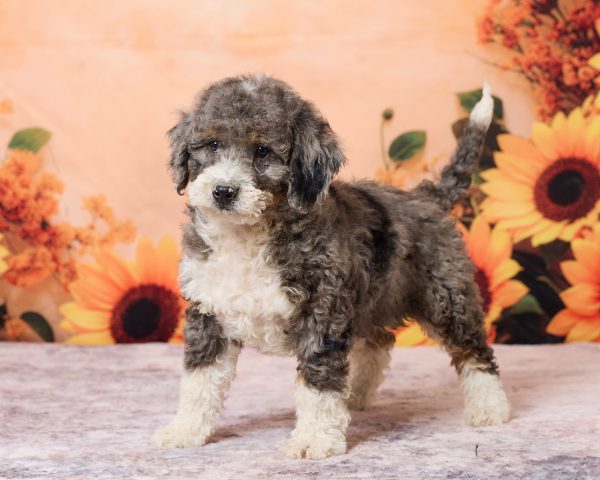 Photo of Mr. Rolls royce the F1B Mini-Bernedoodle puppy