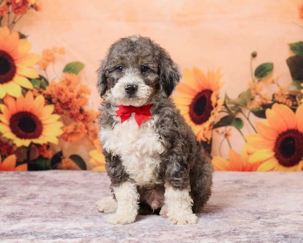 Photo of Mr. Rolls royce the F1B Mini-Bernedoodle puppy