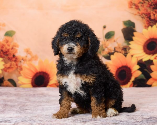 Photo of Mr. Ron the F1B Mini-Bernedoodle puppy