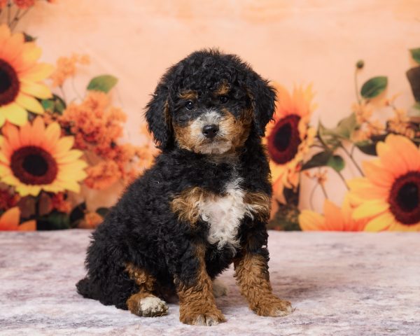 Photo of Mr. Ron the F1B Mini-Bernedoodle puppy