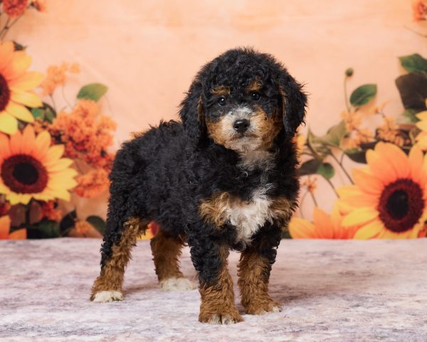 Photo of Mr. Ron the F1B Mini-Bernedoodle puppy