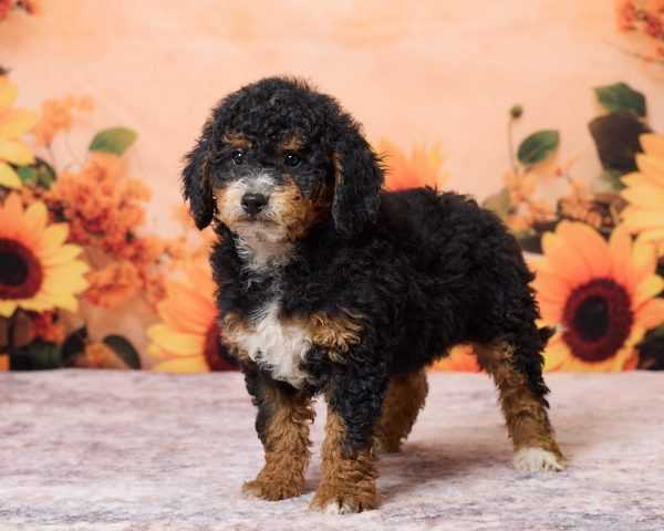 Photo of Mr. Ron the F1B Mini-Bernedoodle puppy
