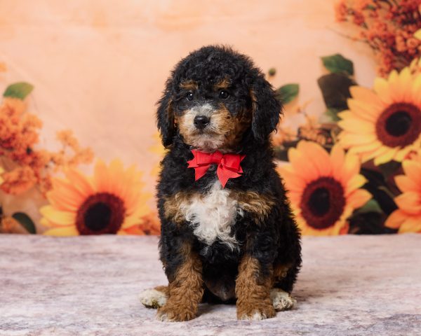 Photo of Mr. Ron the F1B Mini-Bernedoodle puppy