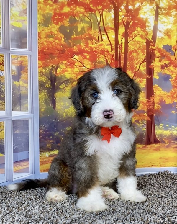 Mr. Sammy the F1 Mini-Bernedoodle puppy