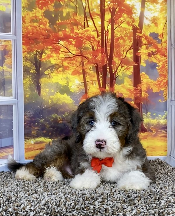 Photo of Mr. Sammy the F1 Mini-Bernedoodle puppy