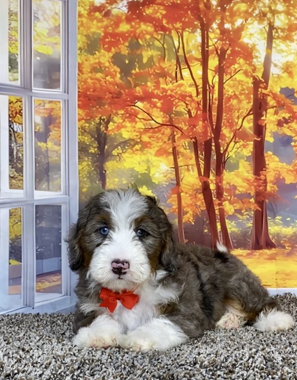 Photo of Mr. Sammy the F1 Mini-Bernedoodle puppy