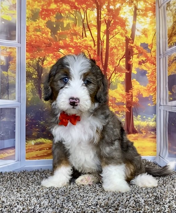 Photo of Mr. Sammy the F1 Mini-Bernedoodle puppy