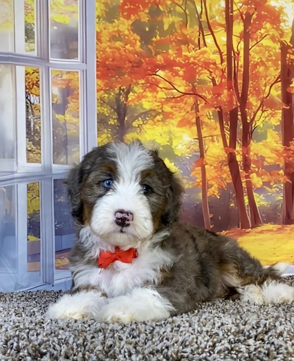 Photo of Mr. Sammy the F1 Mini-Bernedoodle puppy