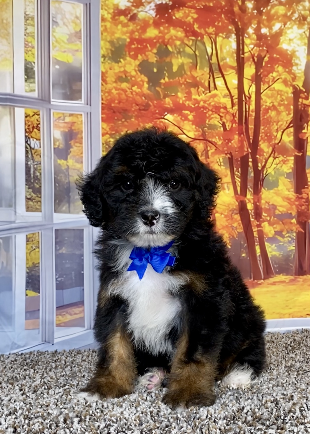 Photo of Mr. Shane the F1 Mini-Bernedoodle puppy