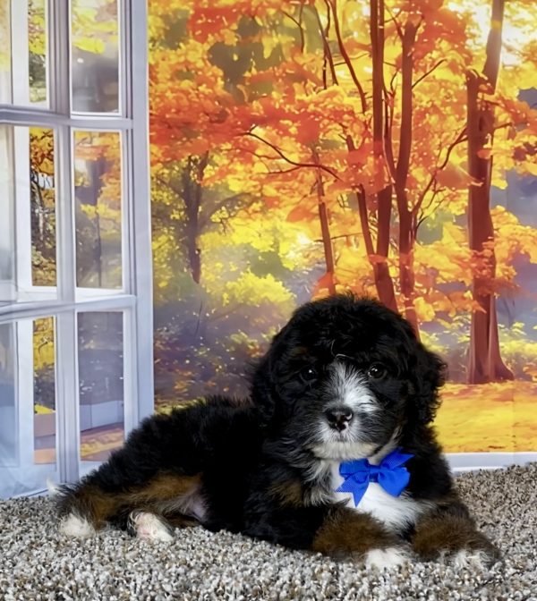 Photo of Mr. Shane the F1 Mini-Bernedoodle puppy