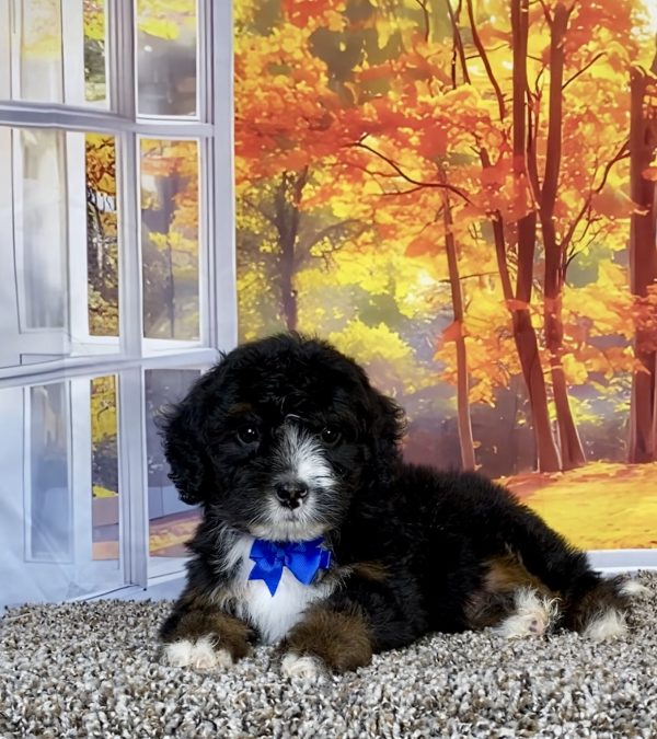 Photo of Mr. Shane the F1 Mini-Bernedoodle puppy