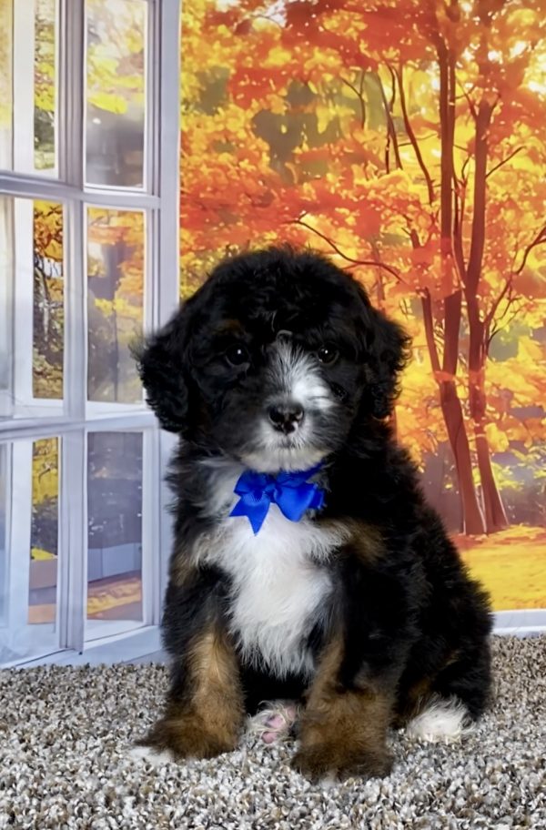 Photo of Mr. Shane the F1 Mini-Bernedoodle puppy