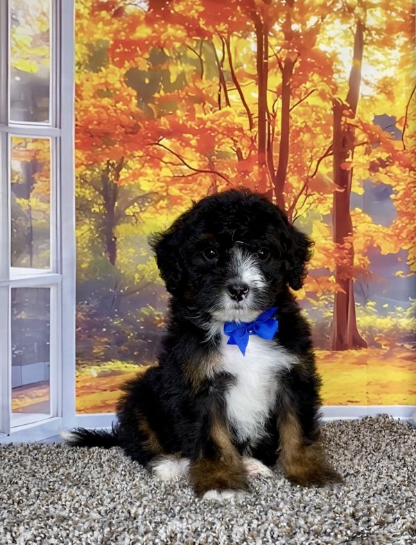 Photo of Mr. Shane the F1 Mini-Bernedoodle puppy
