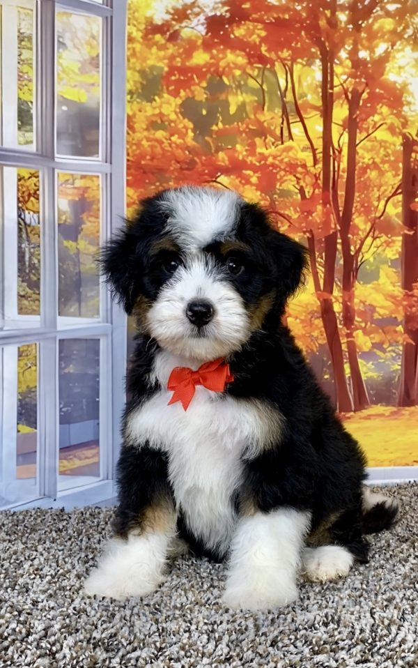 Mr. Snickers the F1 Mini-Bernedoodle puppy