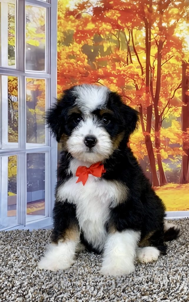 Photo of Mr. Snickers the F1 Mini-Bernedoodle puppy