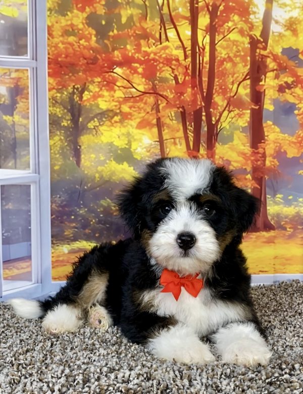 Photo of Mr. Snickers the F1 Mini-Bernedoodle puppy