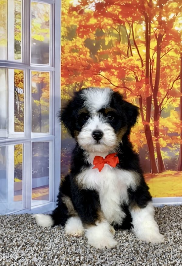 Photo of Mr. Snickers the F1 Mini-Bernedoodle puppy