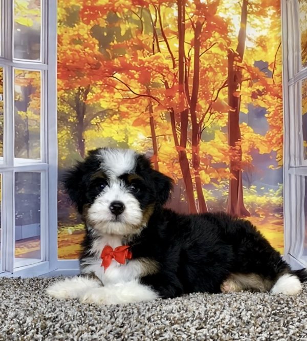 Photo of Mr. Snickers the F1 Mini-Bernedoodle puppy