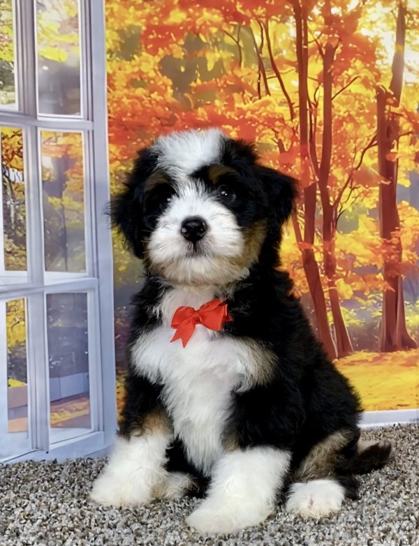 Photo of Mr. Snickers the F1 Mini-Bernedoodle puppy