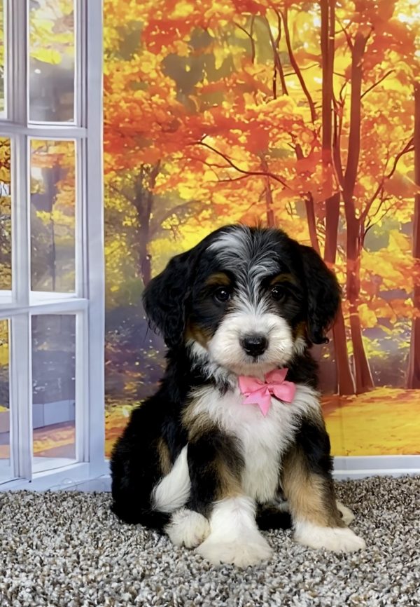 Mr. Tacoma the F2 Mini-Bernedoodle puppy