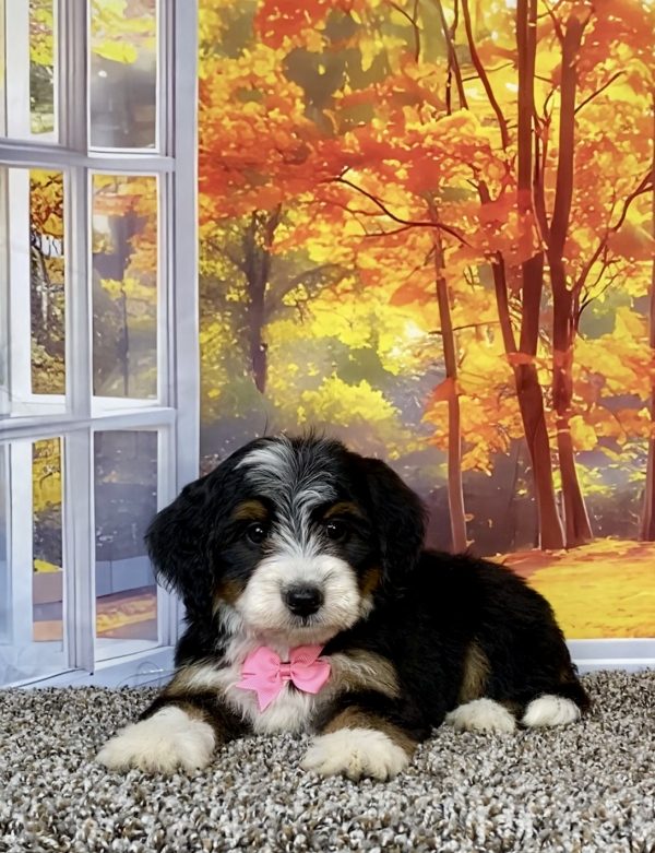 Photo of Mr. Tacoma the F2 Mini-Bernedoodle puppy
