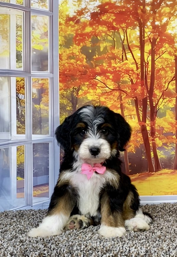 Photo of Mr. Tacoma the F2 Mini-Bernedoodle puppy