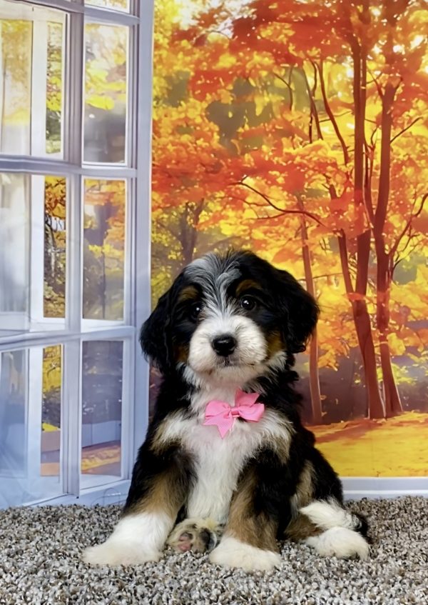 Photo of Mr. Tacoma the F2 Mini-Bernedoodle puppy
