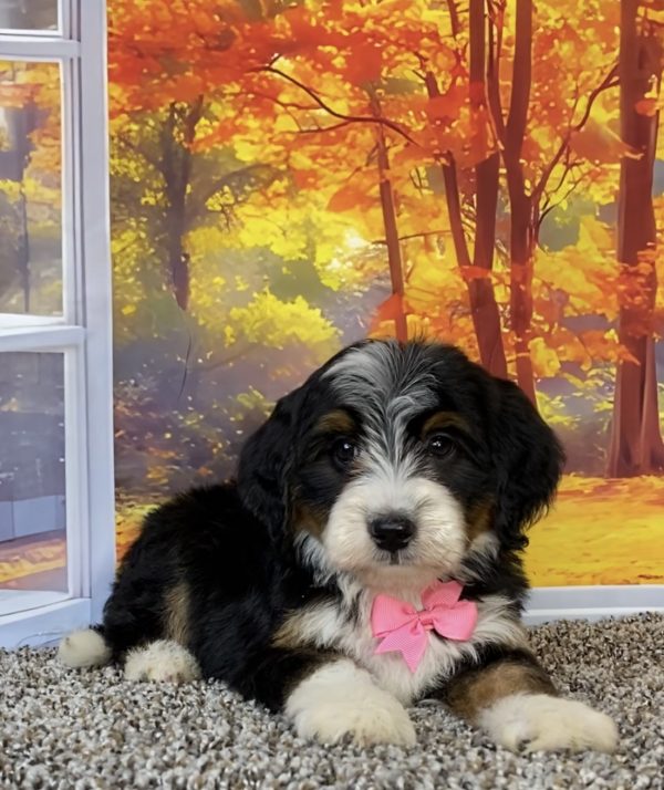 Photo of Mr. Tacoma the F2 Mini-Bernedoodle puppy