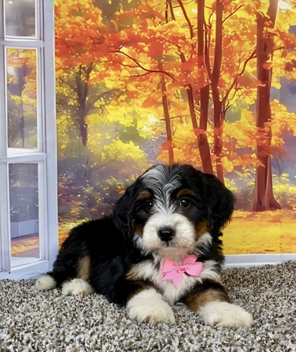 Photo of Mr. Tacoma the F2 Mini-Bernedoodle puppy