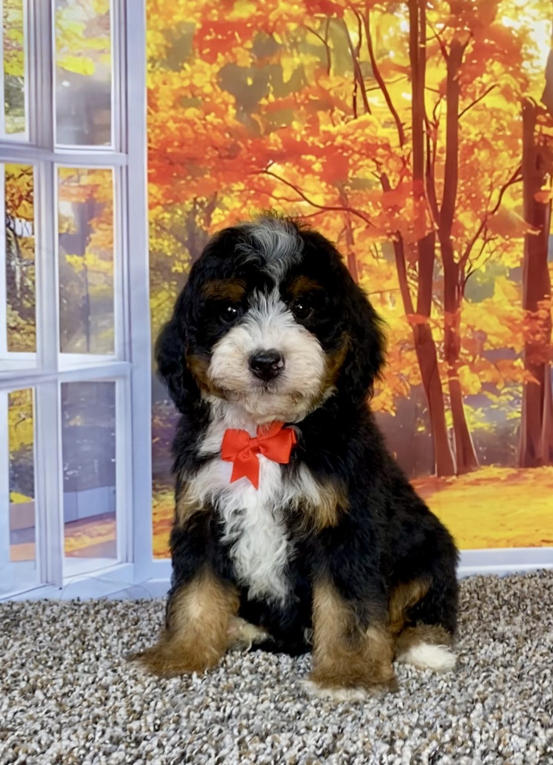Photo of Mr. Theo the F2 Mini-Bernedoodle puppy