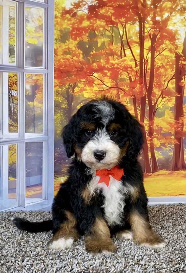 Photo of Mr. Theo the F2 Mini-Bernedoodle puppy