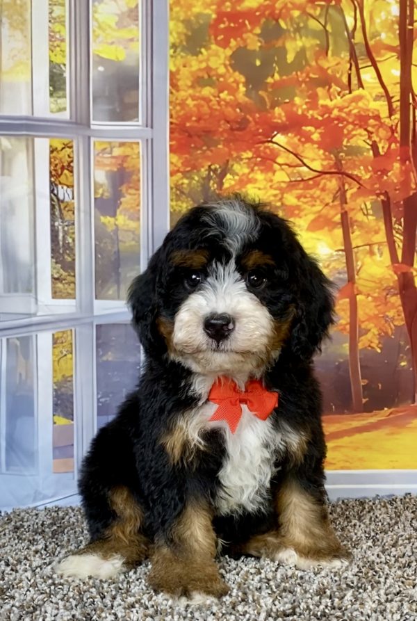 Photo of Mr. Theo the F2 Mini-Bernedoodle puppy