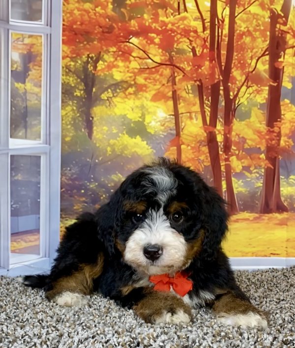 Photo of Mr. Theo the F2 Mini-Bernedoodle puppy