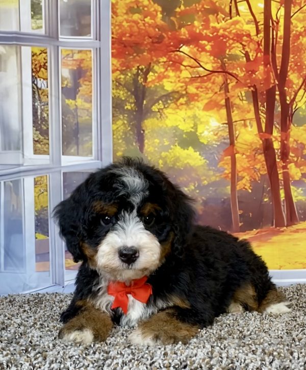 Photo of Mr. Theo the F2 Mini-Bernedoodle puppy