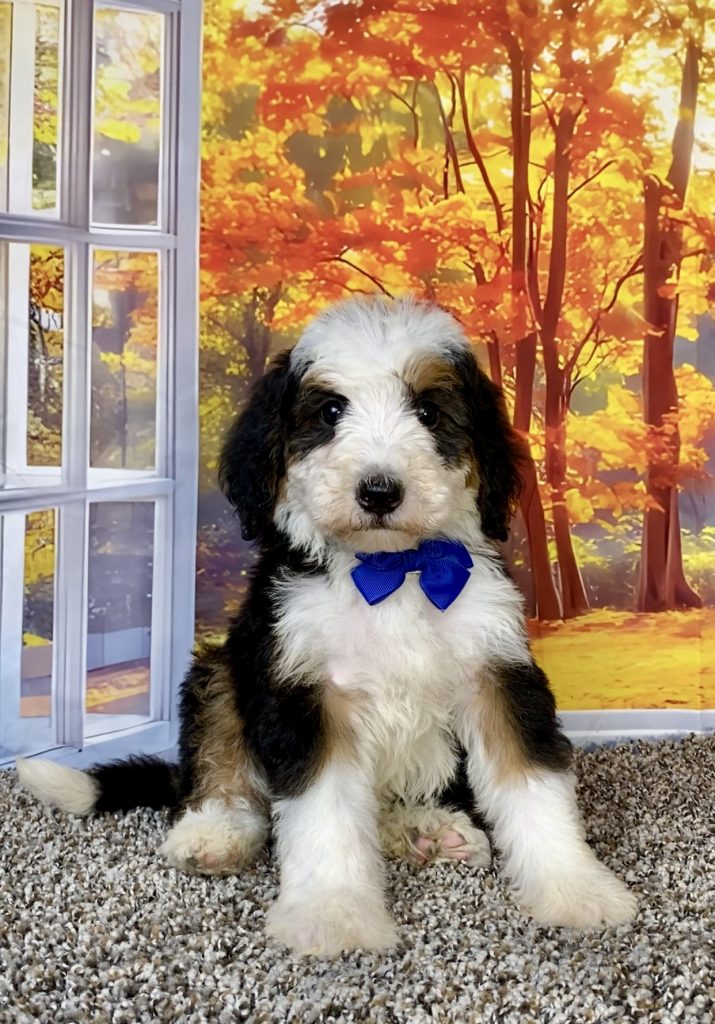 Photo of Mr. Titan the F2 Mini-Bernedoodle puppy
