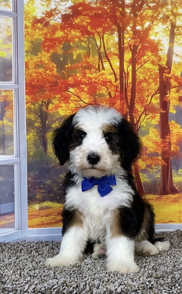 Photo of Mr. Titan the F2 Mini-Bernedoodle puppy