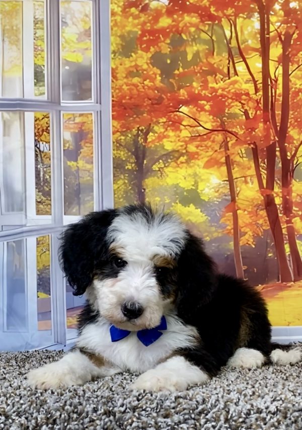 Photo of Mr. Titan the F2 Mini-Bernedoodle puppy