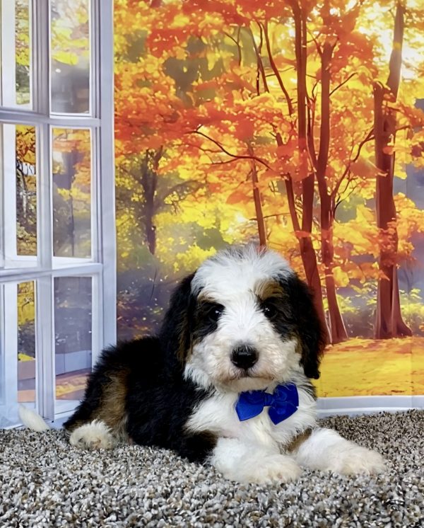 Photo of Mr. Titan the F2 Mini-Bernedoodle puppy