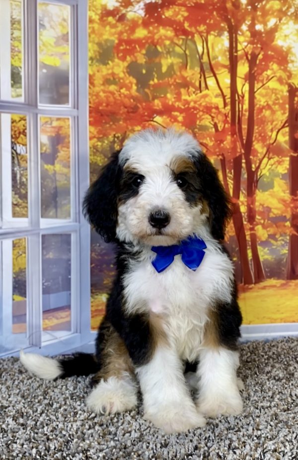 Photo of Mr. Titan the F2 Mini-Bernedoodle puppy