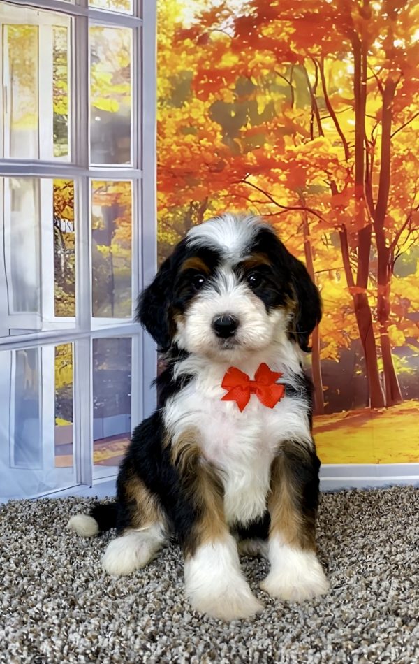 Mr. Toby the F2 Mini-Bernedoodle puppy